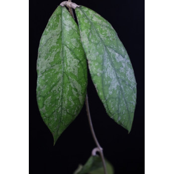 Hoya sp. Bahoi ( splash leaves ) sklep z kwiatami hoya