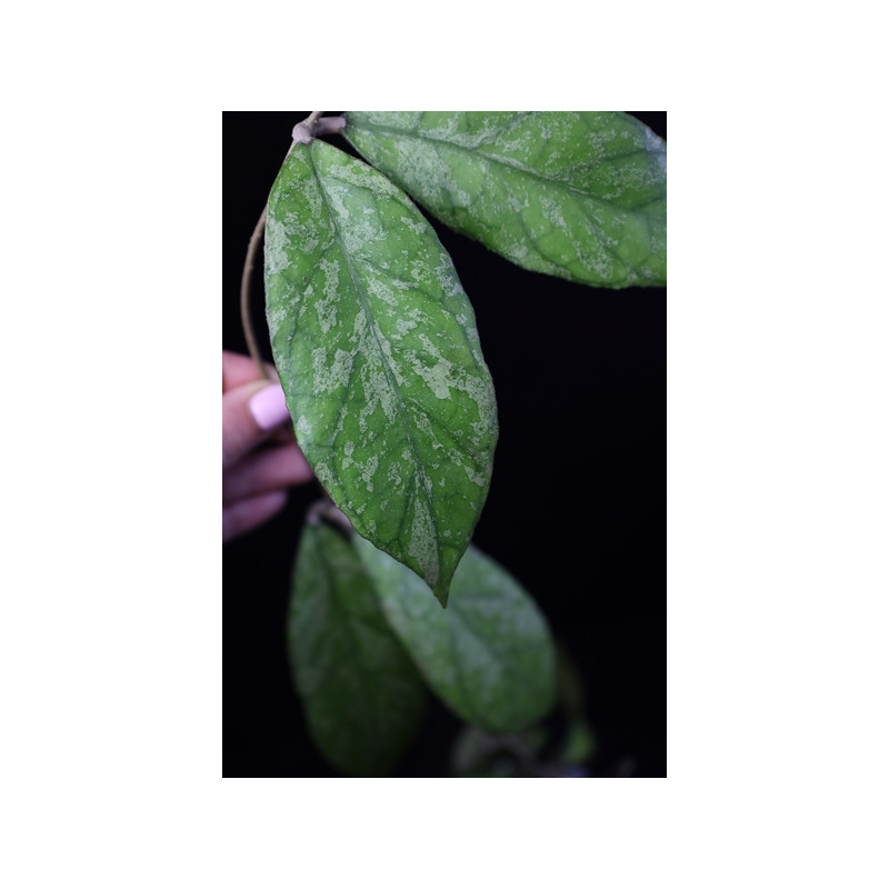 Hoya sp. Bahoi ( splash leaves ) sklep z kwiatami hoya