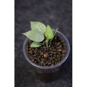 Hoya lacunosa Silver Mint - ukorzeniona sklep z kwiatami hoya