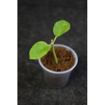 Hoya wightii ssp. palniensis - rooted internet store