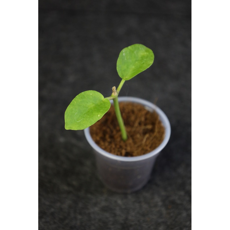 Hoya wightii ssp. palniensis - ukorzeniona sklep z kwiatami hoya