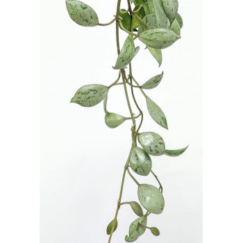 Hoya lacunosa SULCATA store with hoya flowers