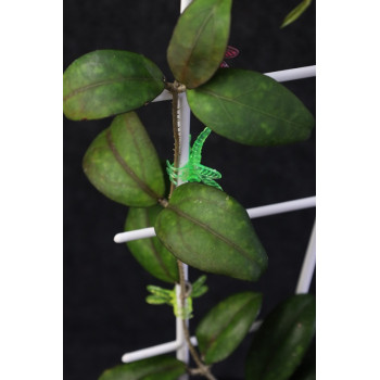 Hoya hybrid 'Shadow' - ukorzeniona sklep z kwiatami hoya