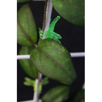 Hoya hybrid 'Shadow' - ukorzeniona sklep z kwiatami hoya