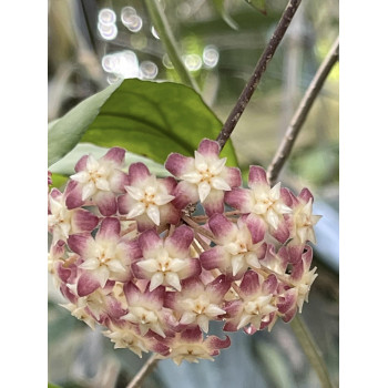 Hoya hybrid 'Shadow' - rooted store with hoya flowers