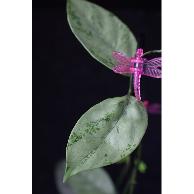 Hoya coriacea SILVER sklep z kwiatami hoya