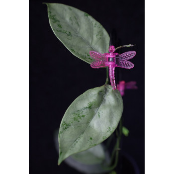 Hoya coriacea SILVER ( full silver ) sklep z kwiatami hoya