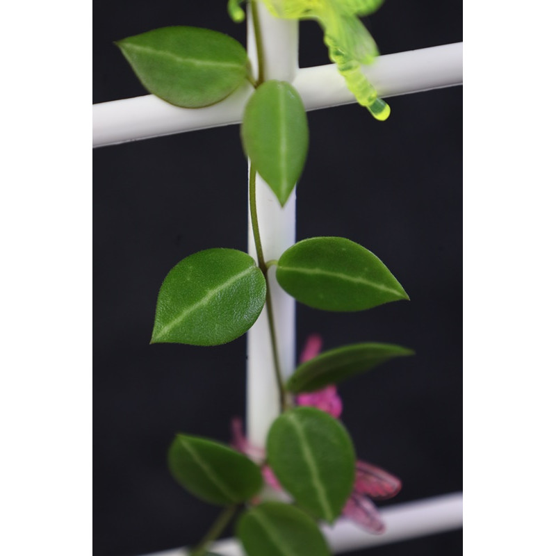 Dischidia ovata tiny leaf IML0549 store with hoya flowers