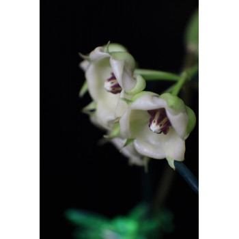 Hoya surisana - rooted store with hoya flowers
