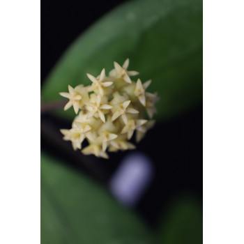 Hoya rintzii MIRAL ( 162 B ) sklep z kwiatami hoya