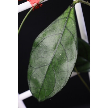 Hoya hainanensis sklep z kwiatami hoya