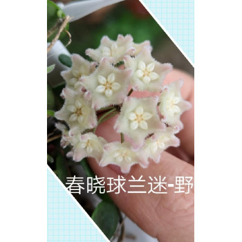 Hoya sp. aff serpens (Xiaojie 001) store with hoya flowers