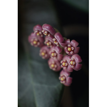 Hoya pulchra ( PINK ) sklep z kwiatami hoya