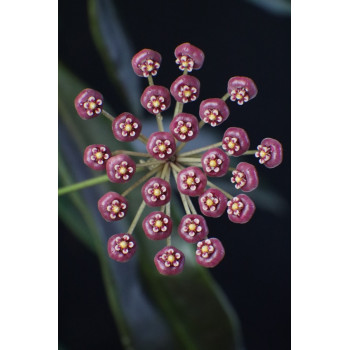 Hoya pulchra ( PINK ) sklep z kwiatami hoya