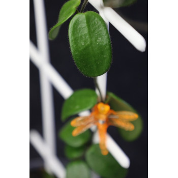 Hoya spectatissima sklep z kwiatami hoya