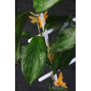 Hoya cv. SS 27-70 ( father is clemensiorum ) sklep z kwiatami hoya