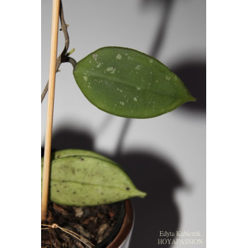 Hoya longlingensis sklep z kwiatami hoya