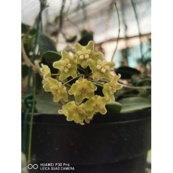 Hoya longlingensis sklep z kwiatami hoya