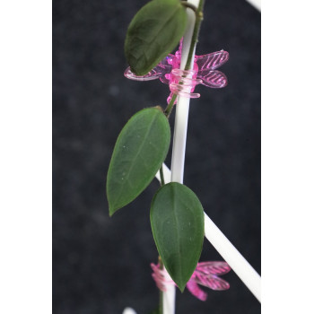 Hoya longlingensis store with hoya flowers