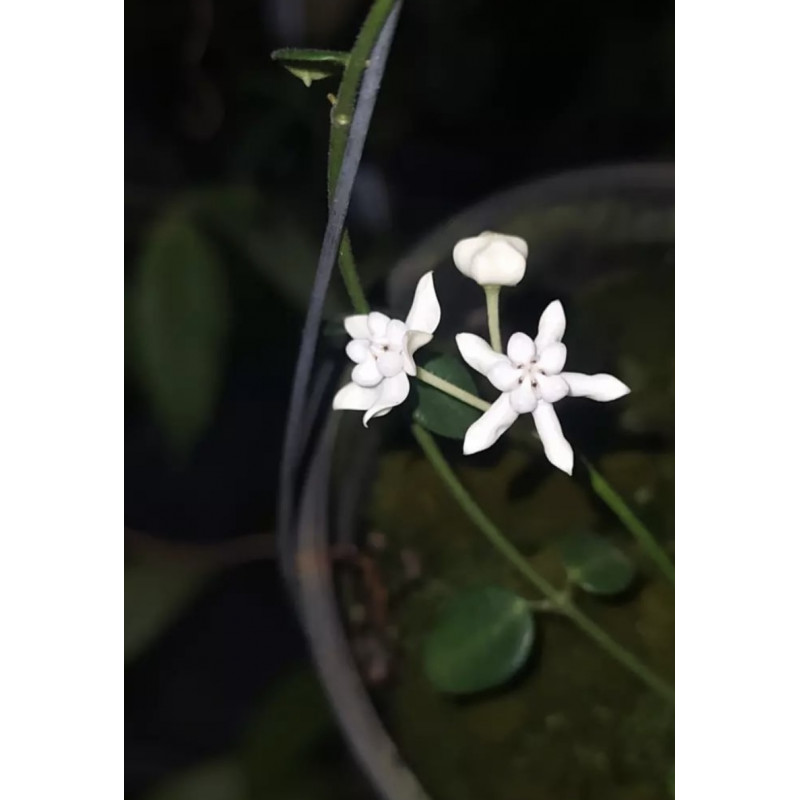 Hoya pulleana sklep z kwiatami hoya