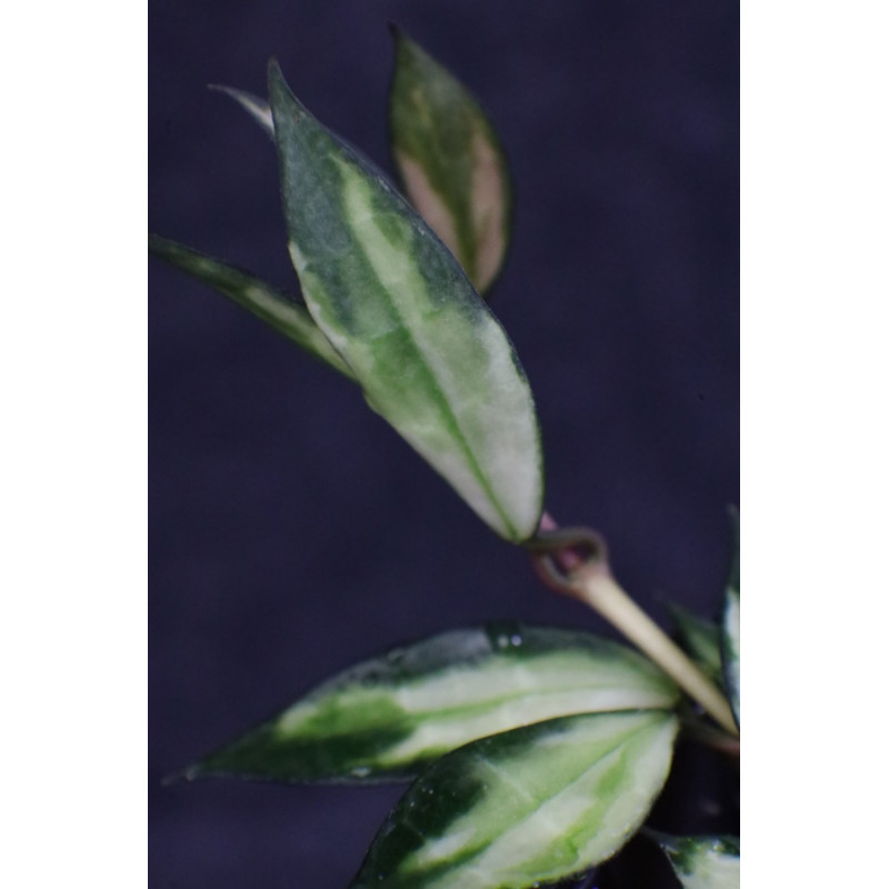Hoya lacunosa variegata sklep z kwiatami hoya