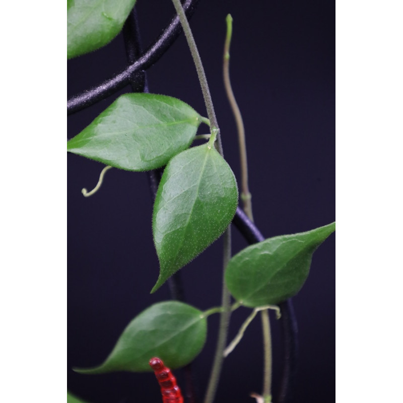 Hoya microstemma NS11-145 sklep z kwiatami hoya