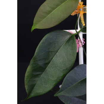 Hoya papuana sklep z kwiatami hoya