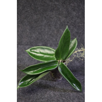 Hoya vangviengensis big leaves - rooted internet store