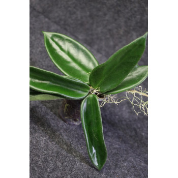 Hoya vangviengensis big leaves - ukorzeniona sklep z kwiatami hoya