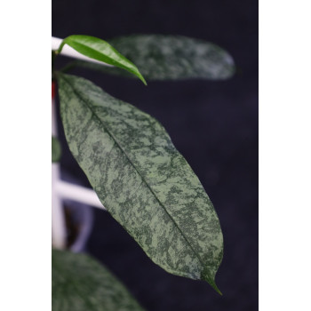 Hoya multiflora SPLASH sklep internetowy