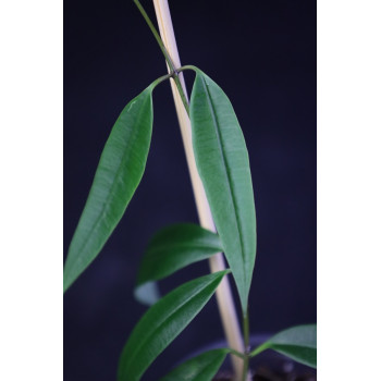 Marsdenia ssp. Bruno (Apocynaceae) sklep z kwiatami hoya