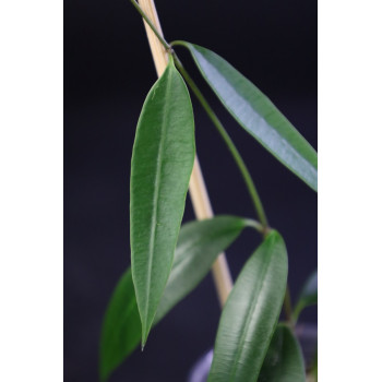 Marsdenia ssp. Bruno (Apocynaceae) sklep z kwiatami hoya