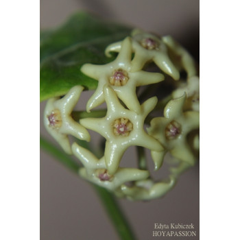 Hoya hamiltoniorum - ukorzeniona sklep internetowy