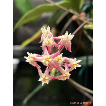 Hoya oreostemma NS12-318 (pink-white) - rooted store with hoya flowers