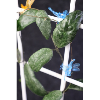 Hoya sumatrana sklep z kwiatami hoya