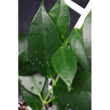 Hoya tannaensis x cembra sklep z kwiatami hoya