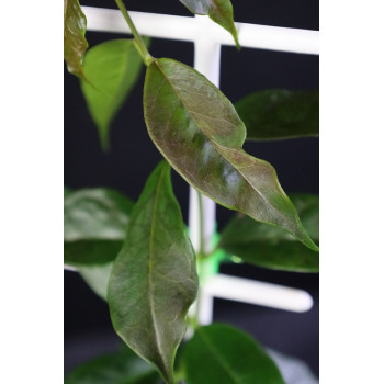 Hoya tannaensis x cembra internet store