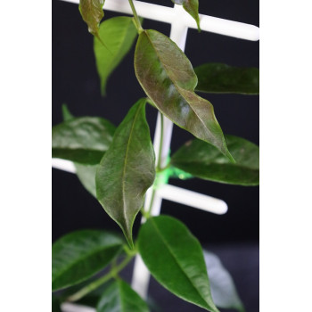 Hoya tannaensis x cembra sklep z kwiatami hoya