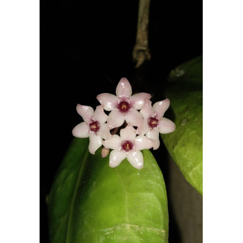Hoya batutikarensis sklep z kwiatami hoya