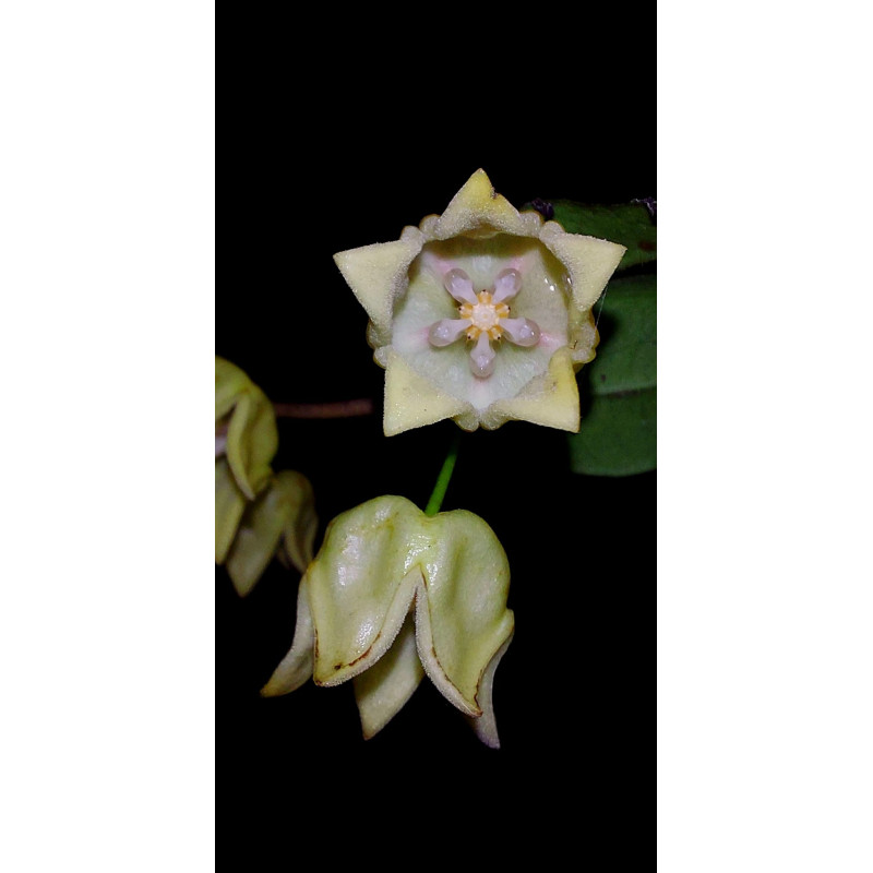 Hoya linavergarae ( true, yellow flowers ) sklep z kwiatami hoya