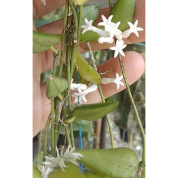 Dischidia rimicola sp. Borneo store with hoya flowers