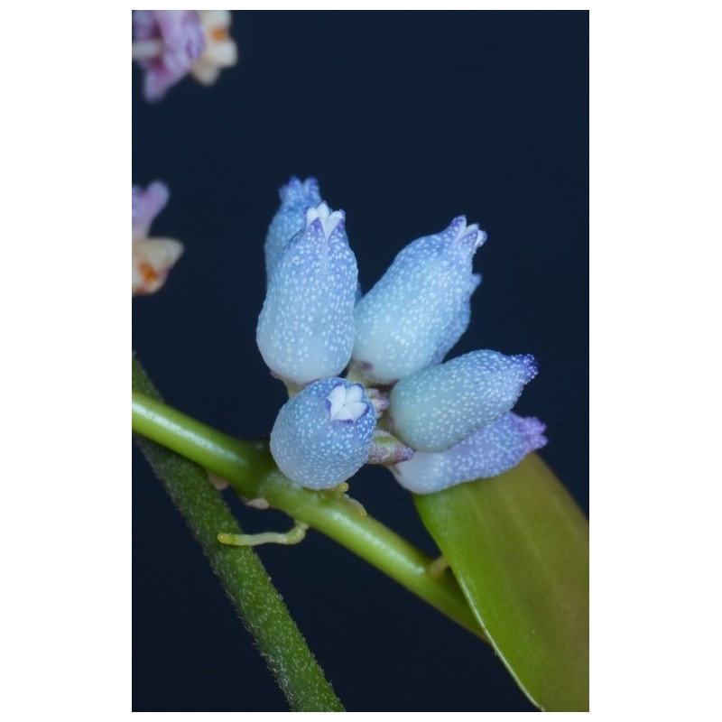 Dischidia sp. ( blue flowers ) store with hoya flowers