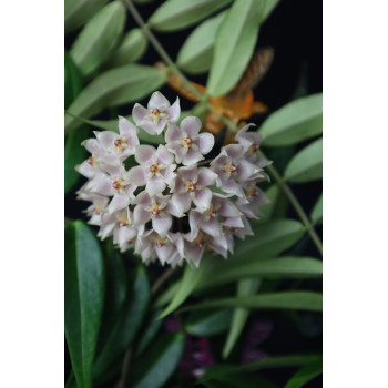 Hoya leucantha PNG ( pink flowers ) sklep internetowy