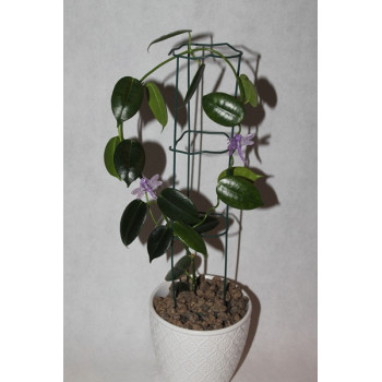 Hoya mariae sklep z kwiatami hoya