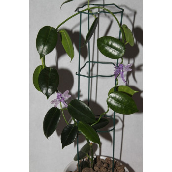 Hoya mariae sklep z kwiatami hoya