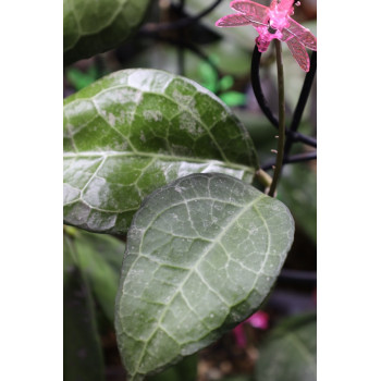 Hoya verticillata Lampung sklep internetowy