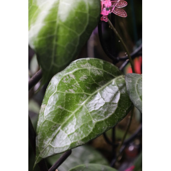 Hoya verticillata Lampung sklep z kwiatami hoya