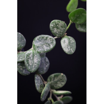 Hoya serpens splash leaves sklep z kwiatami hoya