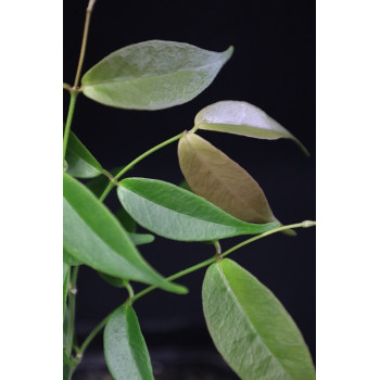 Hoya exilis from seeds sklep z kwiatami hoya