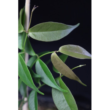 Hoya exilis from seeds sklep internetowy